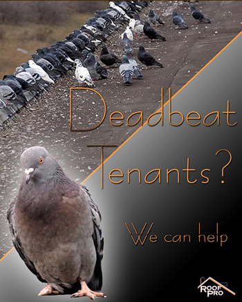 Long Island Roofing Services Bird Protection